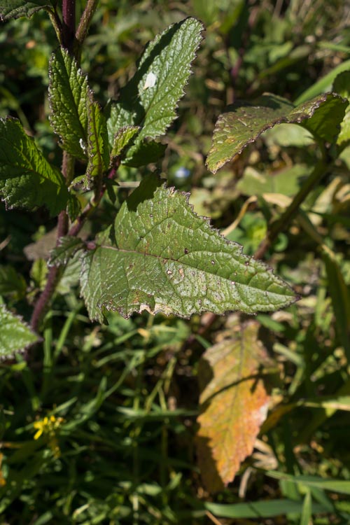 Sinapis arvensis?  Forse...